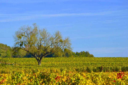 DOMAINE DES ROCHES NEUVES, Saumur Champigny AOP | 2024