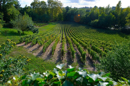 CHÂTEAU BELLES GRAVES, Lalande de Pomerol AOP | 2017