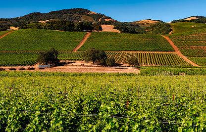 CHÂTEAU LA GORCE Médoc AOP | 2019