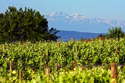 PENNAUTIER Pinot Noir, Pays d'Oc IGP | 2022