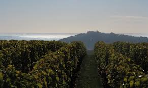 DOMAINE DUBREUIL FONTAINE 1er Cru Les Vercots, Aloxe Corton AOP | 2021