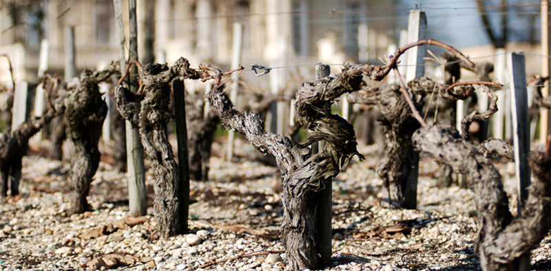 CHÂTEAU COS D'ESTOURNEL Le Médoc de Cos, Médoc AOP | 2015