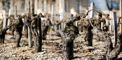CHÂTEAU COS D'ESTOURNEL Le Médoc de Cos, Médoc AOP | 2015