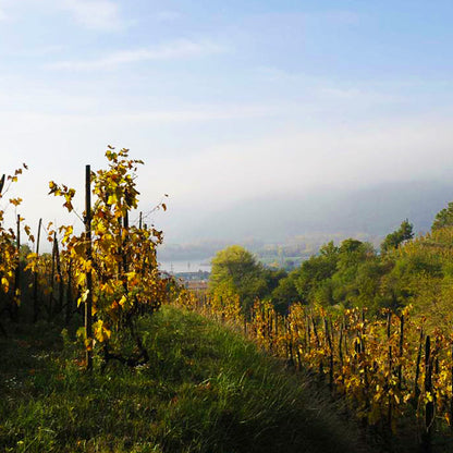 DOMAINE COMBIER Clos des Grives, Crozes Hermitage AOP | 2020