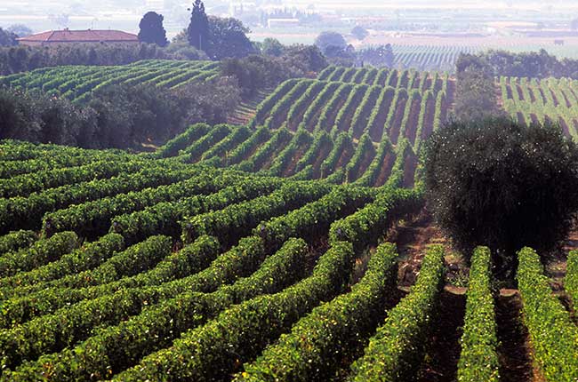 MASSETO, Toscana IGP | 2021