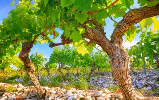 PENNAUTIER Pinot Noir, Pays d'Oc IGP | 2022